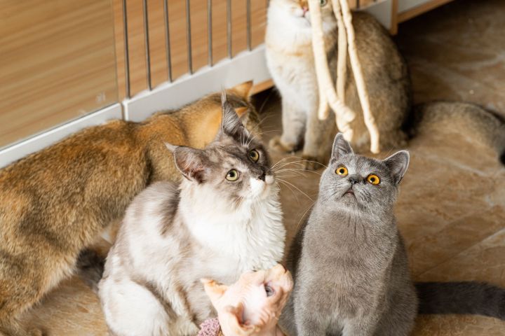 撸猫圣地萌宠猫舍实拍图版权图片下载