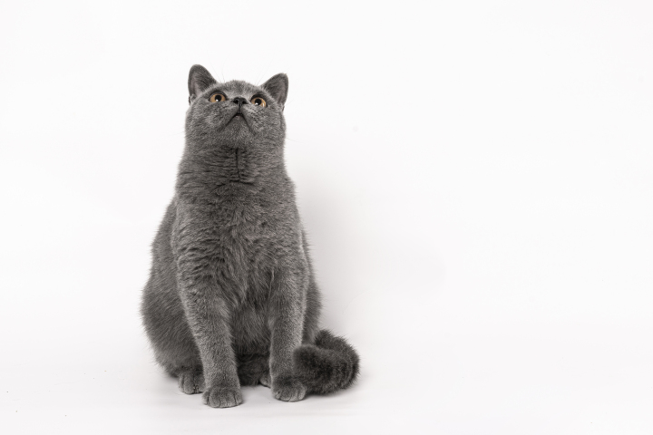 正面仰头的灰色短毛猫咪版权图片下载 正面仰头的灰色短毛猫咪版权图片下载
