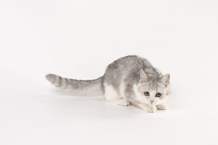 矮脚英短银渐层可爱猫咪实拍图版权图片下载 矮脚英短银渐层可爱猫咪实拍图版权图片下载