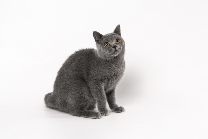 歪头向上看的宠物小猫版权图片下载 歪头向上看的宠物小猫版权图片下载