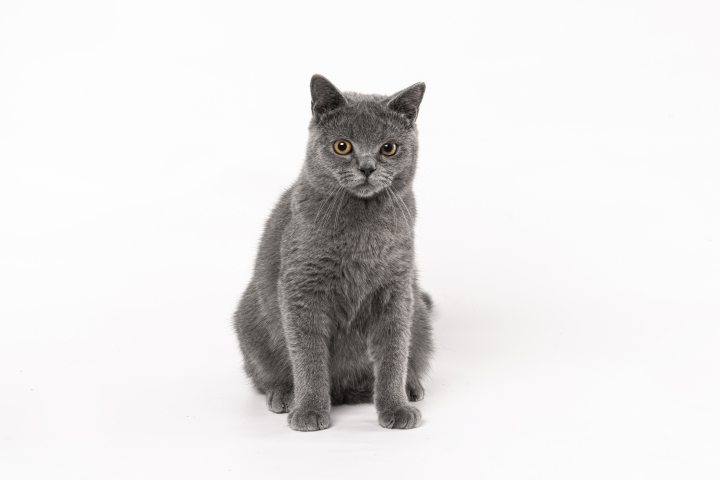 正宗英国灰色短毛猫版权图片下载 正宗英国灰色短毛猫版权图片下载