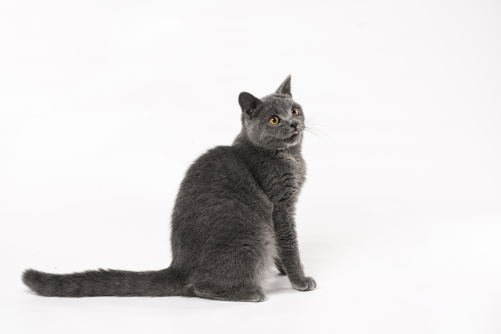 温顺可爱灰色短毛猫高清图版权图片下载 温顺可爱灰色短毛猫高清图版权图片下载