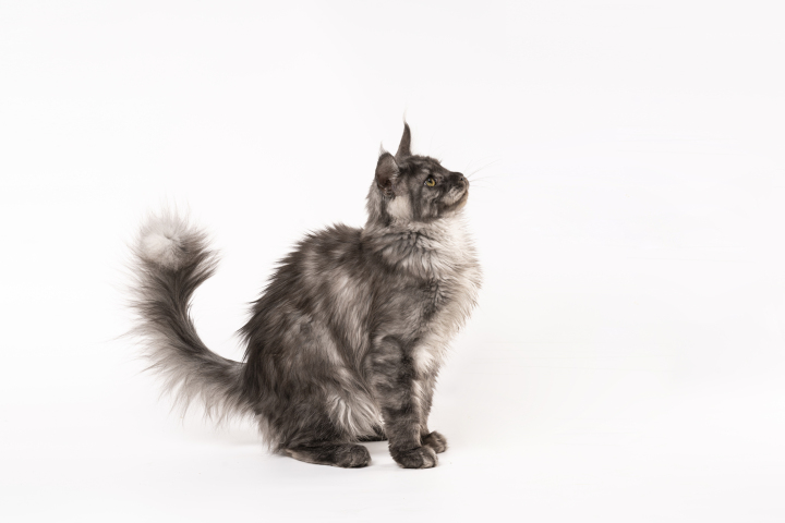 坐在地上向上看的缅因猫版权图片下载