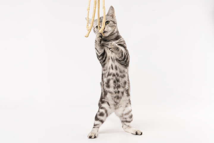 家养宠物可爱猫咪高清图版权图片下载