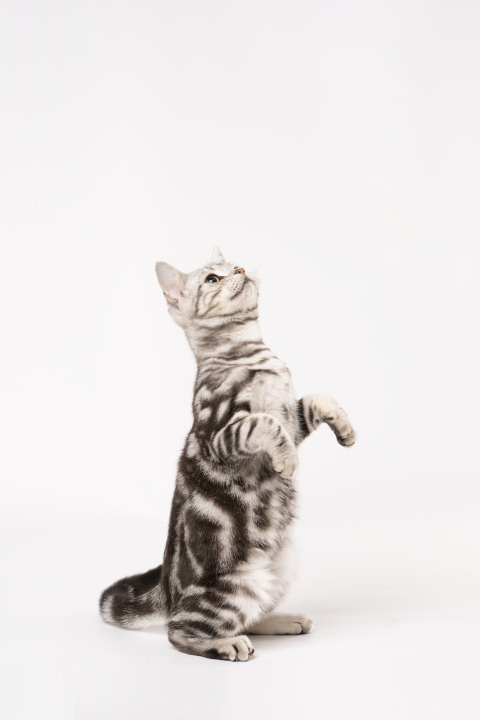 虎皮纹猫咪萌宠高清图版权图片下载 虎皮纹猫咪萌宠高清图版权图片下载