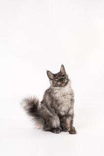 蹲坐在地上的可爱猫咪图片 蹲坐在地上的可爱猫咪图片