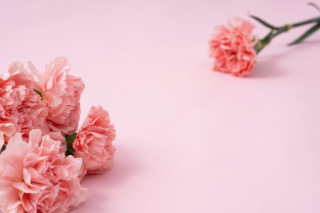 粉色唯美康乃馨花朵近景图