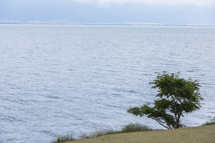 海边大树绿植风景高清图版权图片下载 海边大树绿植风景高清图版权图片下载