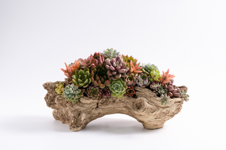 景观植物绿植盆栽版权图片下载 景观植物绿植盆栽版权图片下载
