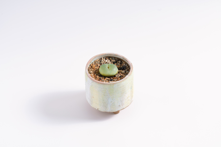 绿色景观植物小多肉高清图版权图片下载 绿色景观植物小多肉高清图版权图片下载