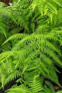 户外野生绿叶植物高清图 户外野生绿叶植物高清图