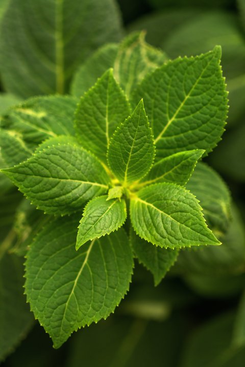 草本植物近景实拍图版权图片下载
