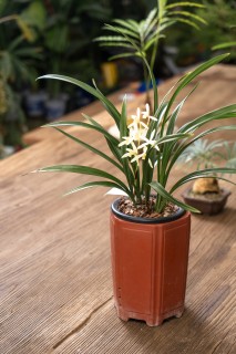 白色兰花草盆栽高清图 白色兰花草盆栽高清图