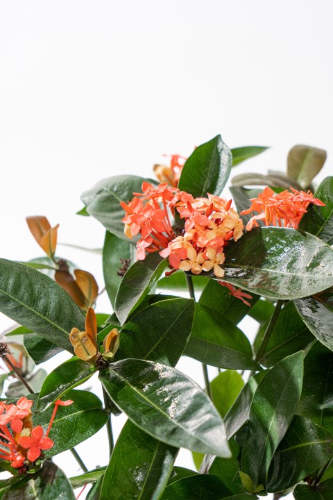 橘色鲜花室内观赏花图版权图片下载 橘色鲜花室内观赏花图版权图片下载