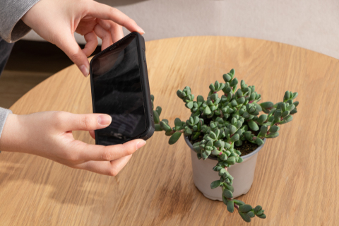 俯拍桌面摆件植物盆栽高清图 俯拍桌面摆件植物盆栽高清图