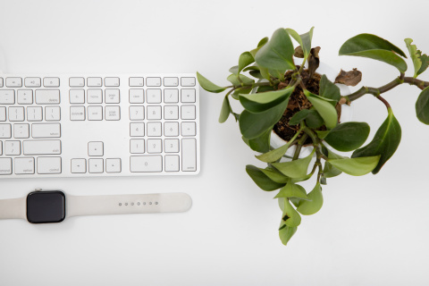 办公桌面绿植盆栽高清图 办公桌面绿植盆栽高清图