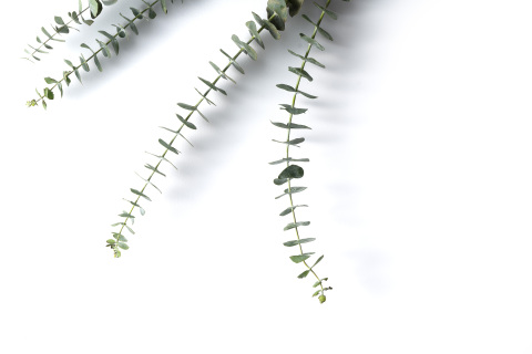 尤加利叶绿色叶片实拍图 尤加利叶绿色叶片实拍图