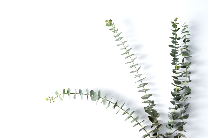 尤加利叶插花植物高清图版权图片下载
