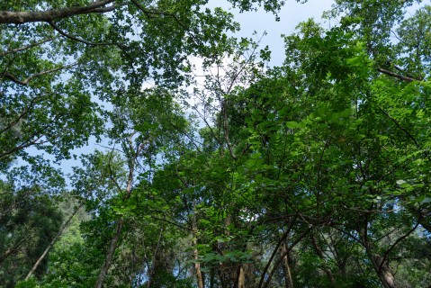 茂密树林横版图片 茂密树林横版图片