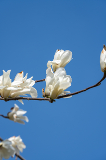 天空下桃花枝实拍图 天空下桃花枝实拍图