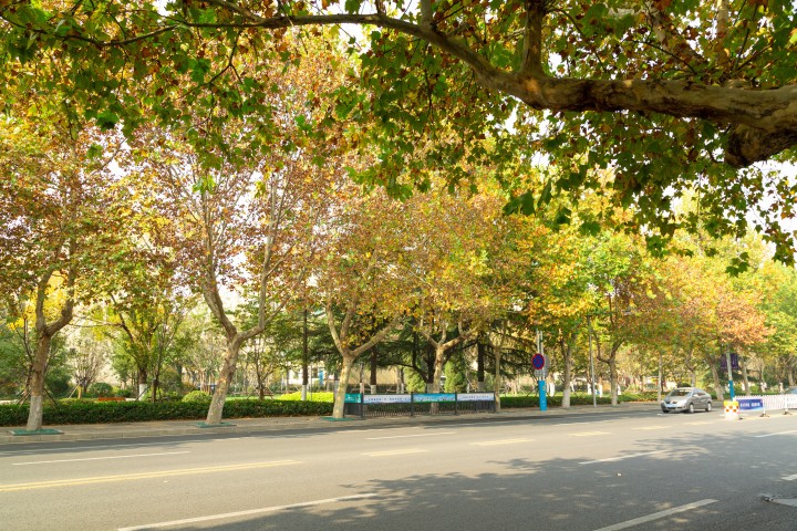 宽广的泊油路深秋树木高清图版权图片下载 宽广的泊油路深秋树木高清图版权图片下载