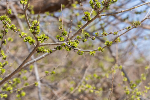 春天生长的粉绿色芽实拍图 春天生长的粉绿色芽实拍图