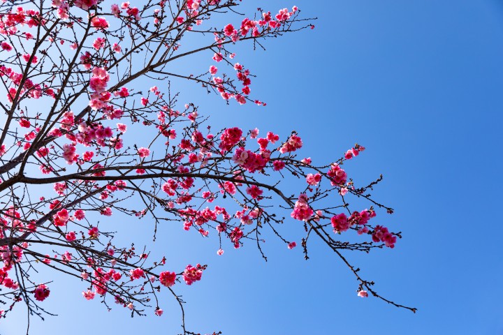 盛开的红色鲜花实拍图版权图片下载 盛开的红色鲜花实拍图版权图片下载