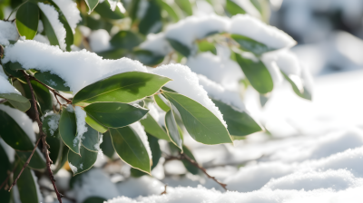 雪地中的绿叶植物摄影图片