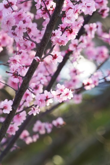 粉嫩嫩的樱花近景高清图 粉嫩嫩的樱花近景高清图