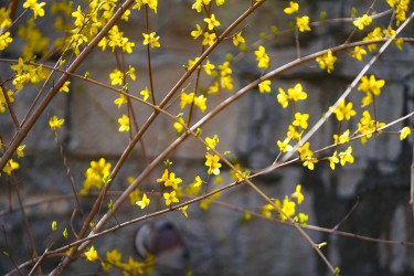 黄色小花挂满枝头高清图