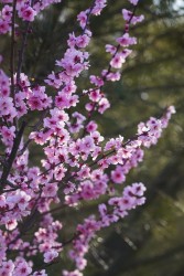 粉色小花绿色松树摄影图