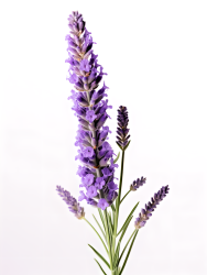 紫色薰衣草植物白净清新背景摄影图