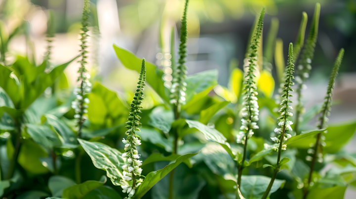 车前草植物版权图片下载 车前草植物版权图片下载