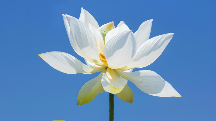 白色莲花唯美版权图片下载