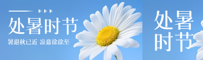 纯色背景白色雏菊处暑时节公众号封面图