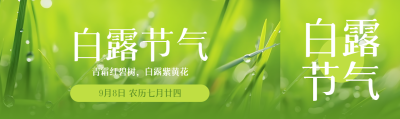 绿色的小草实景白露节气宣传公众号封面图