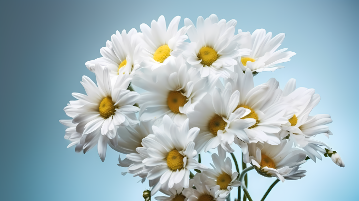 蓝色背景白雏菊艺术风格摄影图版权图片下载