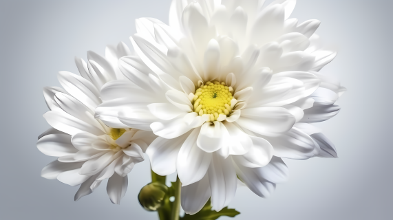 蓝色背景中的白色雏菊摄影图片