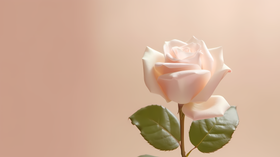 美丽的粉色玫瑰开放摄影图