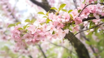 公园里盛开的桃花高清图