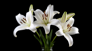 绽放的白百合摄影图片