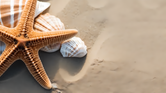 沙滩上的贝壳海星摄影图