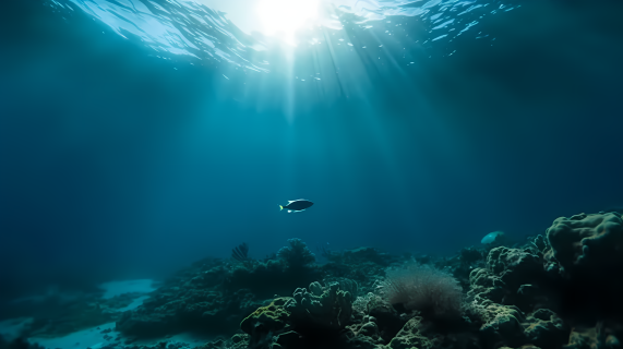 清新潜水海底世界摄影图