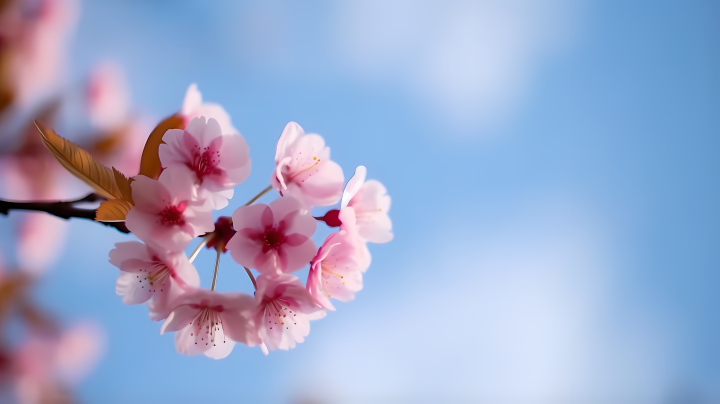 樱花粉色下的柔和背景摄影图版权图片下载