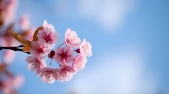 樱花粉色下的柔和背景摄影图