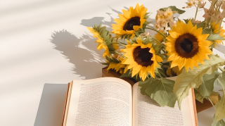 阳光美丽的向日葵摄影图片