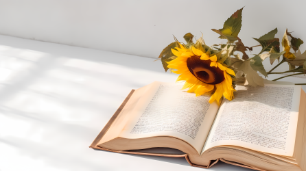 白墙书籍盛开的向日葵摄影图