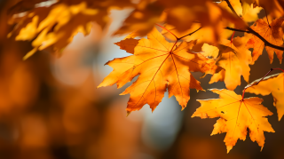 枫叶美景纷呈摄影图