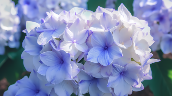 蓝色花朵紫罗兰近拍摄影图