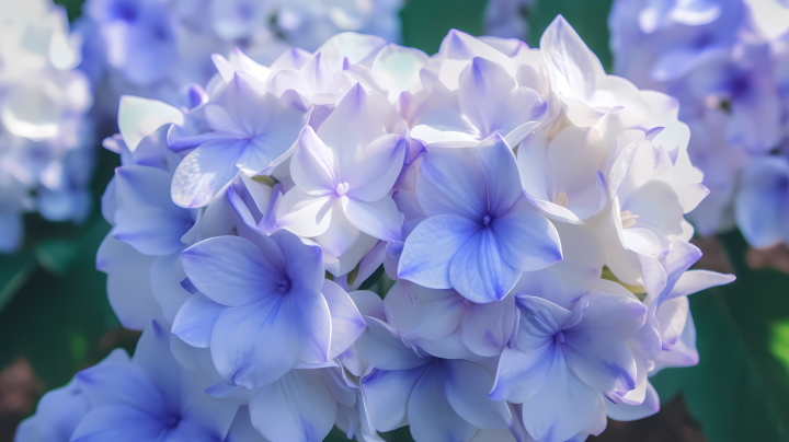 蓝色花朵紫罗兰近拍摄影图版权图片下载